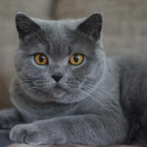 khamitov.7182